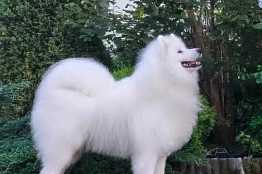 Samoyed ZKwP-śnieżnobiały chłopiec,domowa hodowla, Zachodniopomorskie, Koszalin
