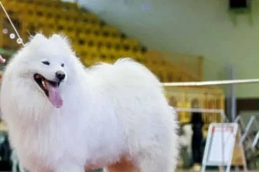 Samoyed ZKwP-śnieżnobiały chłopiec,domowa hodowla, Zachodniopomorskie, Koszalin