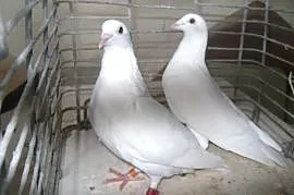 Gołębie białe pocztowe lotniki -samczyk i samiczka, Nysa