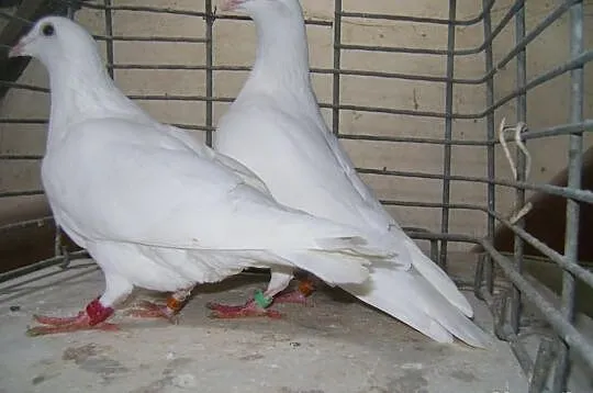Gołębie białe pocztowe lotniki -samczyk i samiczka