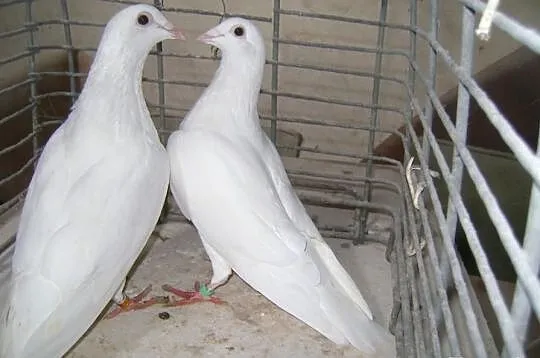 Gołębie białe pocztowe lotniki -samczyk i samiczka