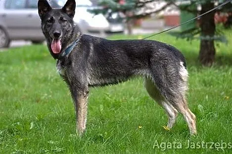Nie ma jak Brawurka!! :),  warmińsko-mazurskie Ols