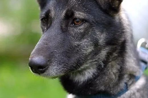 Nie ma jak Brawurka!! :),  warmińsko-mazurskie Ols