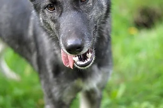 Nie ma jak Brawurka!! :),  warmińsko-mazurskie Ols
