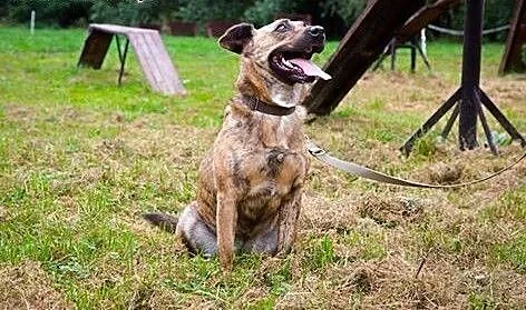 Saba-pręgowana suczka szuka domu!, dolnośląskie J