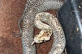 Pyton birmański Samica Młoda Granit het 100% Albino