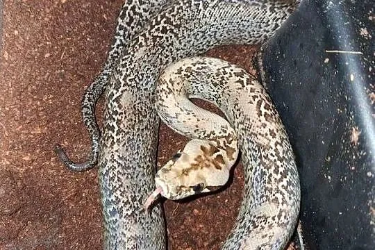 Pyton birmański Samica Młoda Granit het 100% Albino