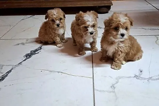Maltipoo z metryką