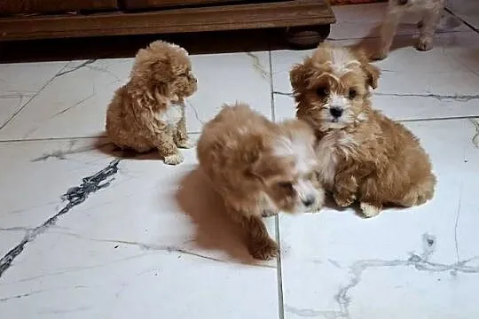 Maltipoo z metryką, Warmińsko-mazurskie, Ełk