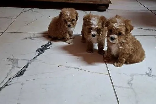 Maltipoo z metryką, Warmińsko-mazurskie, Ełk