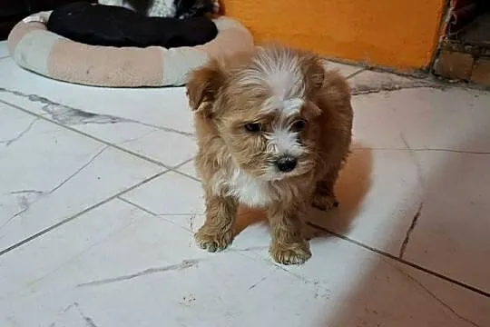 Maltipoo z metryką, Warmińsko-mazurskie, Ełk