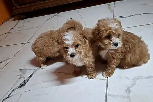 Maltipoo z metryką, Warmińsko-mazurskie, Ełk