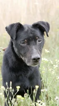Kuba - spokojny, zrównoważony psiak szuka domu!  Kuba ma ok 11 - 12 lat i waży 11 kg całe swoje życi, , Warszawa
