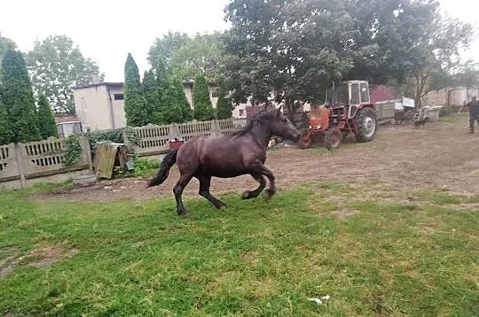 konie zimno-krwiste 3- letnie ., Łódzkie, Koluszki