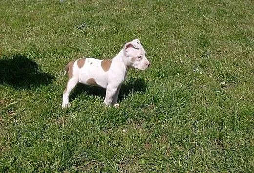 Mocne szczeniaki Amstaff, opolskie Brzeg