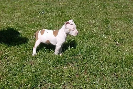 Mocne szczeniaki Amstaff,  opolskie Brzeg