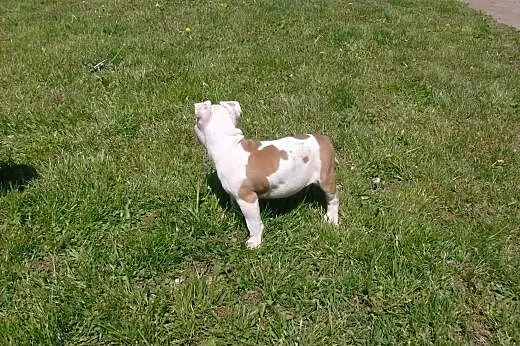 Mocne szczeniaki Amstaff,  opolskie Brzeg