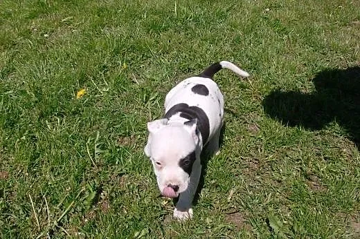Mocne szczeniaki Amstaff,  opolskie Brzeg