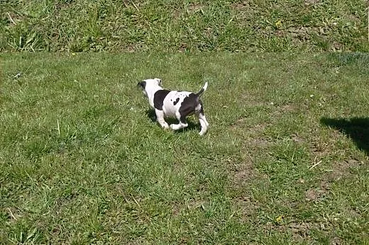 Mocne szczeniaki Amstaff,  opolskie Brzeg