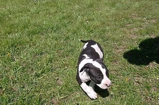 Mocne szczeniaki Amstaff,  opolskie Brzeg