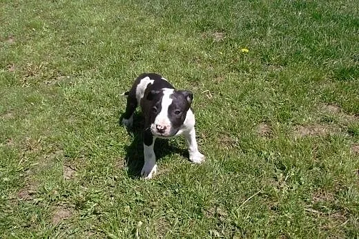 Mocne szczeniaki Amstaff,  opolskie Brzeg