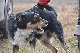 Figielek - piękny terrierkowaty psi aniołek DO ADO