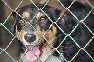 Figielek - piękny terrierkowaty psi aniołek DO ADO