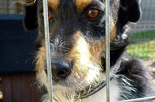Figielek - piękny terrierkowaty psi aniołek DO ADO