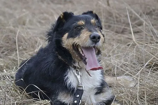 Figielek - piękny terrierkowaty psi aniołek DO ADO