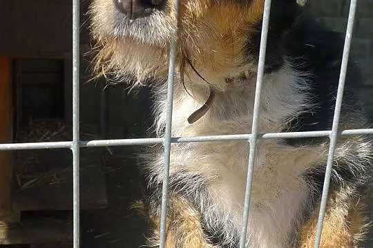 Figielek - piękny terrierkowaty psi aniołek DO ADO