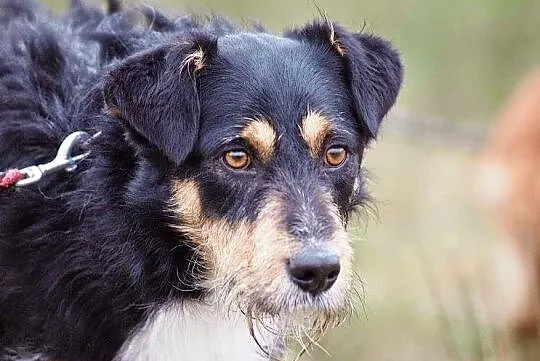 Figielek - piękny terrierkowaty psi aniołek DO ADO