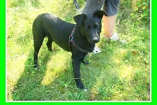 11kg,młody roczny,wesoły,łagodny,towarzyski piesek