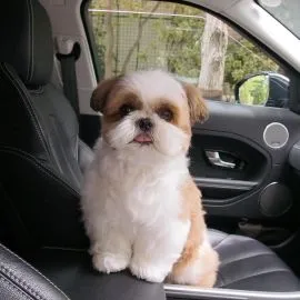 Szczenięta Shih Tzu, wychowane w domu, bardzo wesołe i posiadające wszystkie dokumenty.