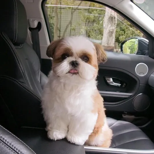 Szczenięta Shih Tzu, wychowane w domu, bardzo wesołe i posiadające wszystkie dokumenty.