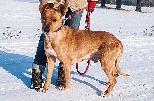 Donatella, cudna ruda piękność szuka domu!