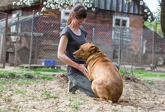 Donatella, cudna ruda piękność szuka domu!