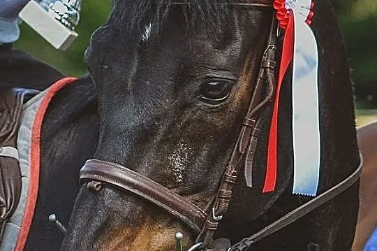 Na sprzedaż koń profesor, , 