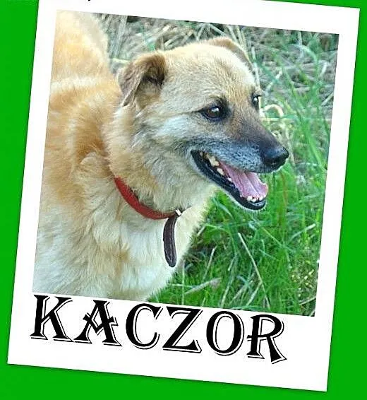 KACZOR- średni 16 kg psiak,łagodny, kontaktowy, pr