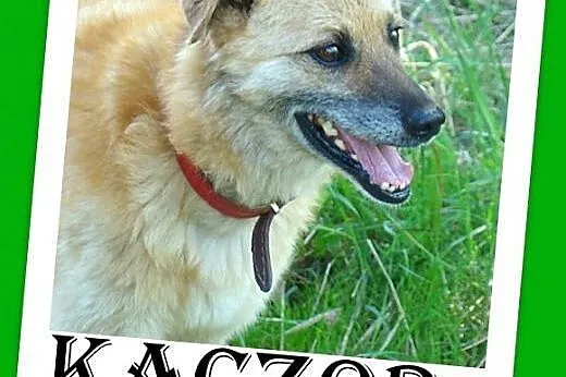 KACZOR- średni 16 kg psiak,łagodny, kontaktowy, pr