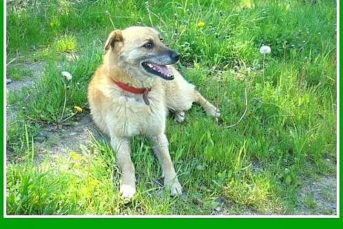 KACZOR- średni 16 kg psiak,łagodny, kontaktowy, pr