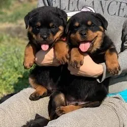 Rottweiler-Welpen (Hündinnen und Rüden) zu verkaufen. 6 Hündinnen (6 Wochen alt), , Ambrożew-Parcele