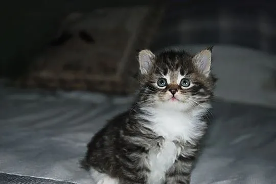 Janka kotka syberyjska, Zawiercie
