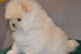 SZPIC MINIATUROWY POMERANIAN ŚLICZNY MALUTKI PUCHATY PIESEK