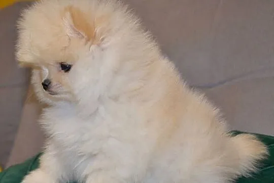 SZPIC MINIATUROWY POMERANIAN ŚLICZNY MALUTKI PUCHATY PIESEK
