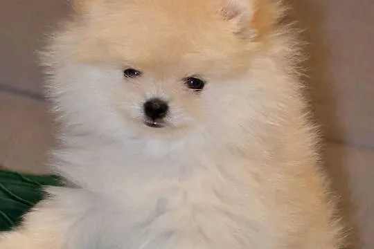 SZPIC MINIATUROWY POMERANIAN ŚLICZNY MALUTKI PUCHATY PIESEK, Mazowieckie, Warszawa