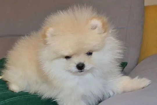 SZPIC MINIATUROWY POMERANIAN ŚLICZNY MALUTKI PUCHATY PIESEK, Mazowieckie, Warszawa