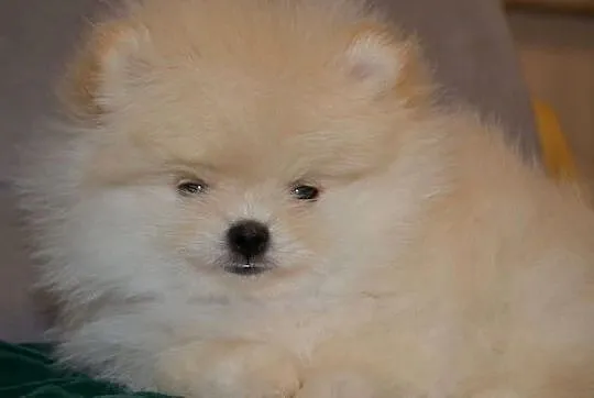 SZPIC MINIATUROWY POMERANIAN ŚLICZNY MALUTKI PUCHATY PIESEK, Mazowieckie, Warszawa