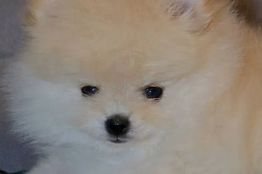 SZPIC MINIATUROWY POMERANIAN ŚLICZNY MALUTKI PUCHATY PIESEK, Mazowieckie, Warszawa