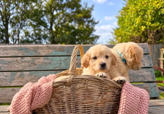 Golden retrievery szukają nowych rodzin, które obdarzą miłością i wniosą wiele radości do wspólneg, , Warszawka-Kolonia