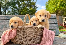 Golden retrievery szukają nowych rodzin, które obdarzą miłością i wniosą wiele radości do wspólneg